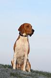 BEAGLE HARRIER 008